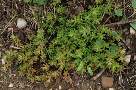 Sedum Album