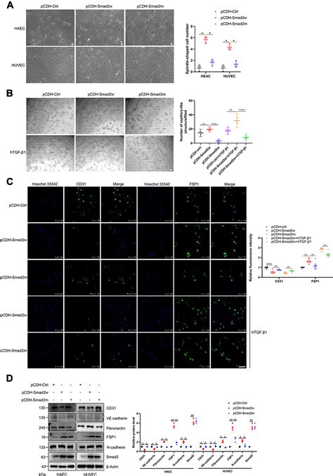 Sumoylation Of Smad Mediates Tgf Regulated Endothelialmesenchymal