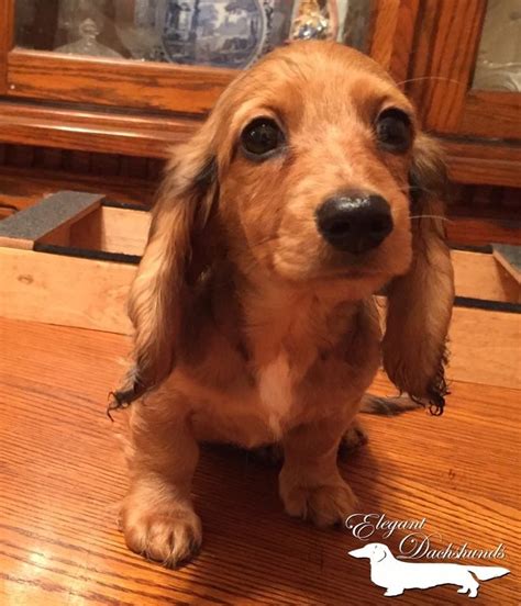 Red Dapple Longhair Grumpy Elegant Dachshunds Dachshund Love Doxie