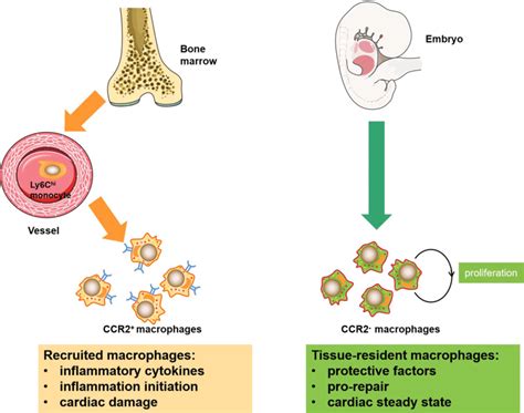 Origins And Characteristics Of The Two Major Categories Of Cardiac