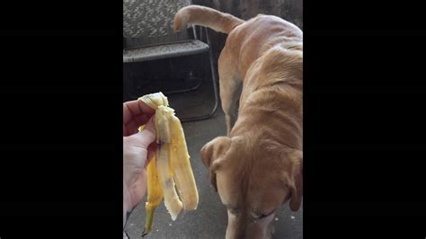 My Dog Eats Banana Peels Youtube