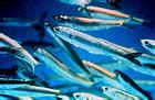 Anchovies as food - Wikipedia