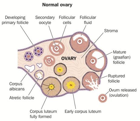 The Female Sex Hormones Include High Levels Of Health Quizlet Shop