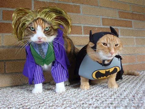 Cool Halloween Costumes For All The Cat Lovers Out There 41 Pics