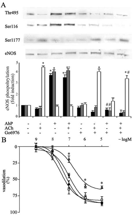 Soluble Ap Alters Enos Phosphorylation Pattern And Endothelial Download Scientific Diagram