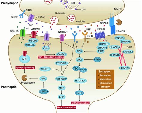 Molecular Pathways Implicated In Synaptic Function For ASD At The