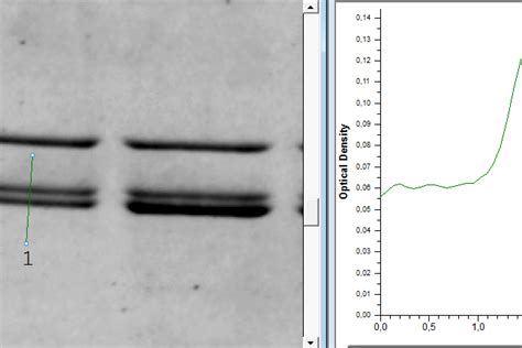 Western Blot 实验 从技术和实验双角度，教你如何辨别成像仪 ！条带