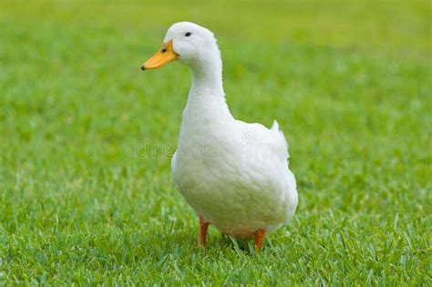 Duck Walking Stock Photo Image Of Park Yellow Grass 5862050