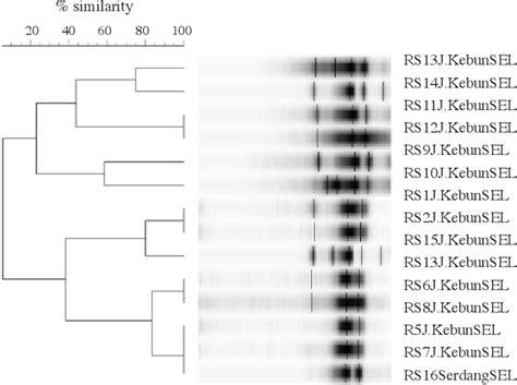 Figure 1 from Typing of Ralstonia solanacearum isolated from tomato by ... 