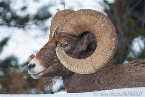 Mywildpix Bighorn Sheep And Mountain Goats