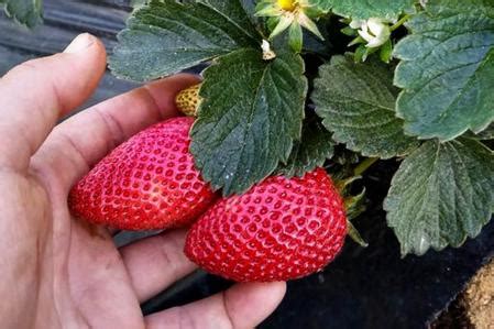 Tiempo De Fresas En El Maresme