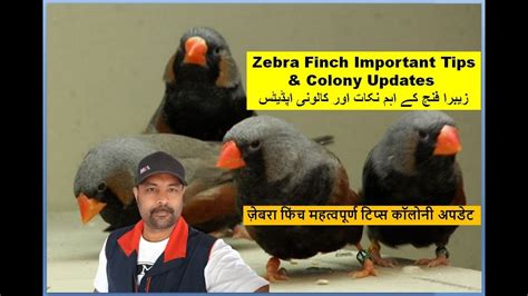 Zebra Finch Bird Important Tips And Colony Setup Updates Finches