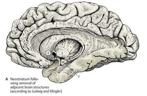 Neostriatum