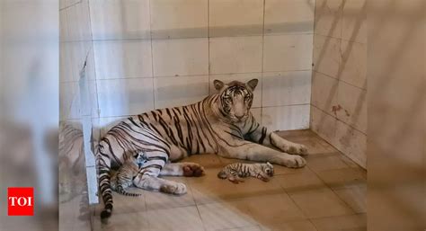 Madhya Pradesh White Tigress Gives Birth To Two Cubs In Gwalior Zoo