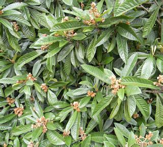 Early Loquat Fruit | The Survival Gardener