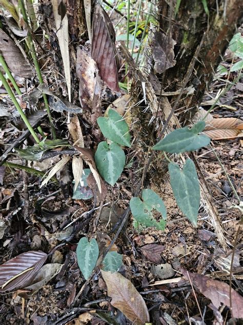 Pepper Plants From C Qc Rrm Hin Tung Mueang Nakhon Nayok District