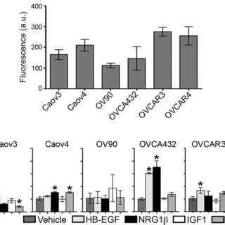 The Effects Of Growth Factors On Single Cell Migration Of HGSOC Cell