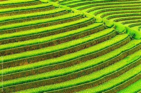 Vietnamese Rice Fields In Sapa Vietnam By Stocksy Contributor