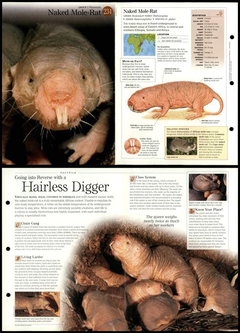 Naked Mole Rat 234 Mammals Discovering Wildlife Fact File Fold Out Card