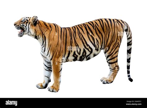 Fondo Blanco Tigre Aislar El Cuerpo Completo Fotograf A De Stock Alamy