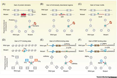 Gain Of Function Mutations An Emerging Advantage For Cancer Biology