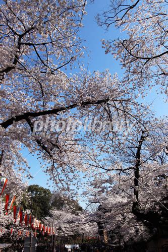 上野恩賜公園の桜 写真素材 3686961 フォトライブラリー Photolibrary