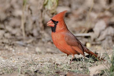 Northern Cardinal Male By Jackie B Elmore 11 21 2022 Jeff Flickr