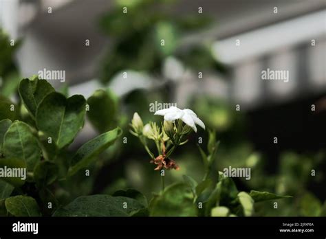 Jasmine Flower Symbol Of Mothers Day In Thailand Space For Text Stock