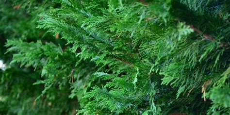 How to Trim Leyland Cypress: The Perfect Guide for the Perfect Hedge