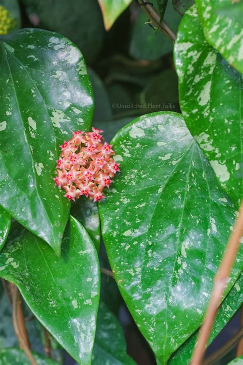 Types Of Hoya Plants Your Guide Through Different Hoya Varieties