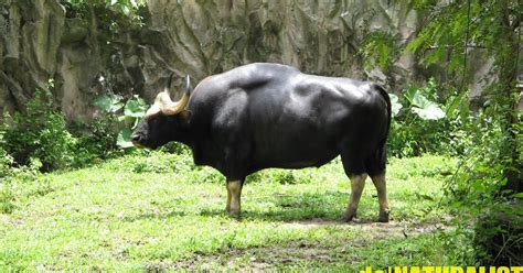 da|NATURALIST: Malaysia's Wild Cattle: Seladang and Banteng