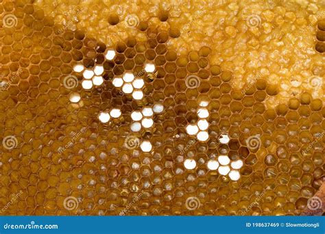 Abelha De Mel Apis Mellifera Trabalhadora Cuidando De Larvas Em Brood