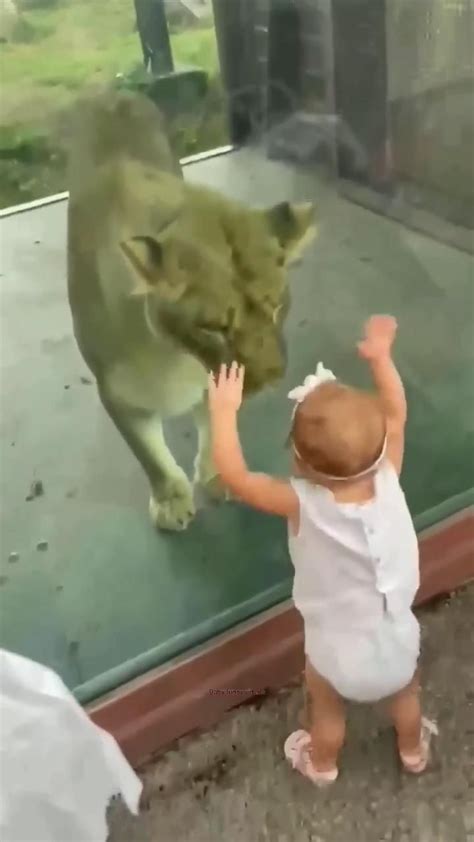 Baby Playing With Lion Mascotas Bonitas Videos Divertidos De