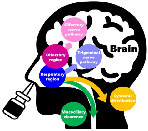 Strategies To Improve Drug Strength In Nasal Preparations For Brain