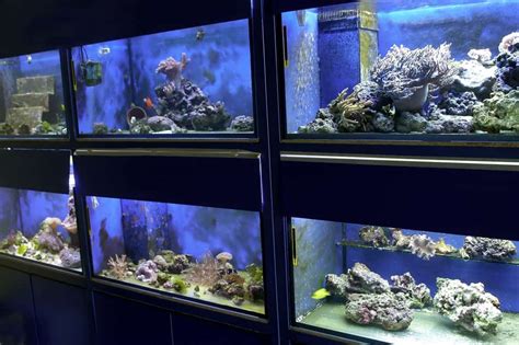 7 Best Aquarium Safe Silicone Options - Aquarium Friend