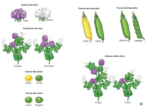 Prof Andrea Mazzavillani Genetica Gli Esperimenti Di Mendel E La