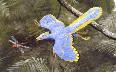 Archaeopteryx O Primeiro Dinossauro Penas Descoberto