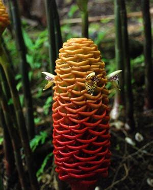 Beehive Ginger: Aloha Hawaiian Flowers