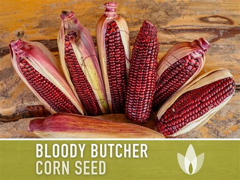 Bloody Butcher Dent Corn Heirloom Seeds Seed Packets Non Gmo Open