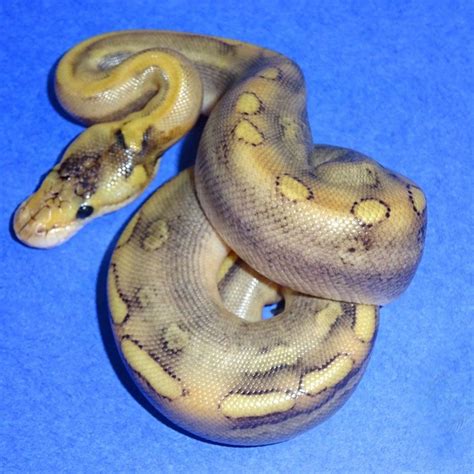 Enchi Champagne Ball Python - baby