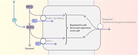 Renal Regulation Of Acid Base Balance Deranged Physiology