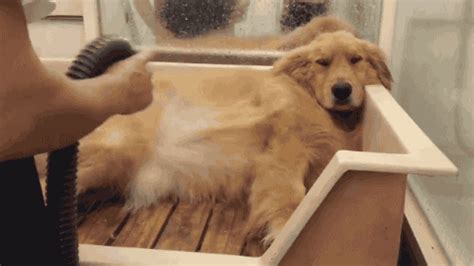 Dog Bath GIF - Find & Share on GIPHY