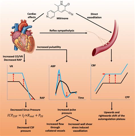 The Effect Of Milrinone On Haemodynamics Milrinone Produces