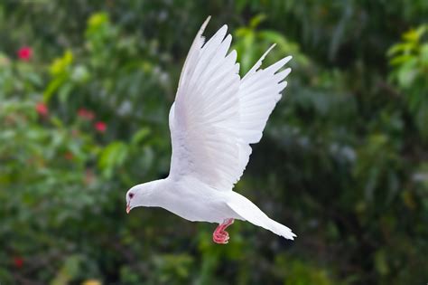 40,000+ Free Doves Flying & Dove Images - Pixabay
