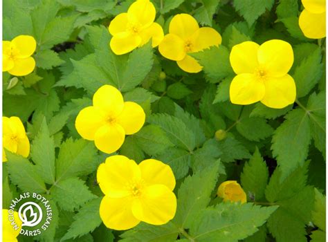 Latvijas stādi - Hylomecon japonica - Japānas mežmagone