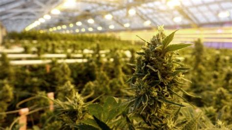 As legalization looms, Canada's pot companies about to be tested | CBC News