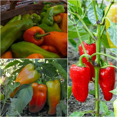 Buy Capsicum - Perennial seeds Online | Happy Valley Seeds