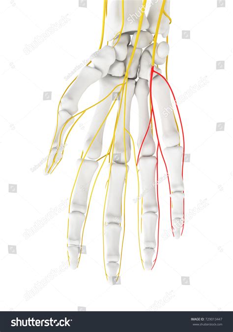 Ulnar Nerve Branches