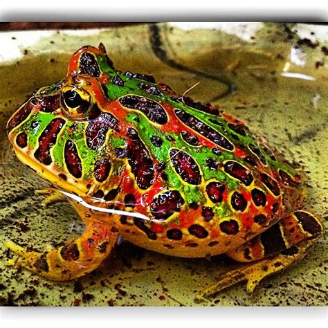 Pacman Frog Or Ornate Horned Frog Can Get As Big Around Flickr