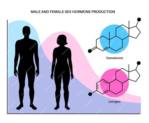 Estrogen Diagram